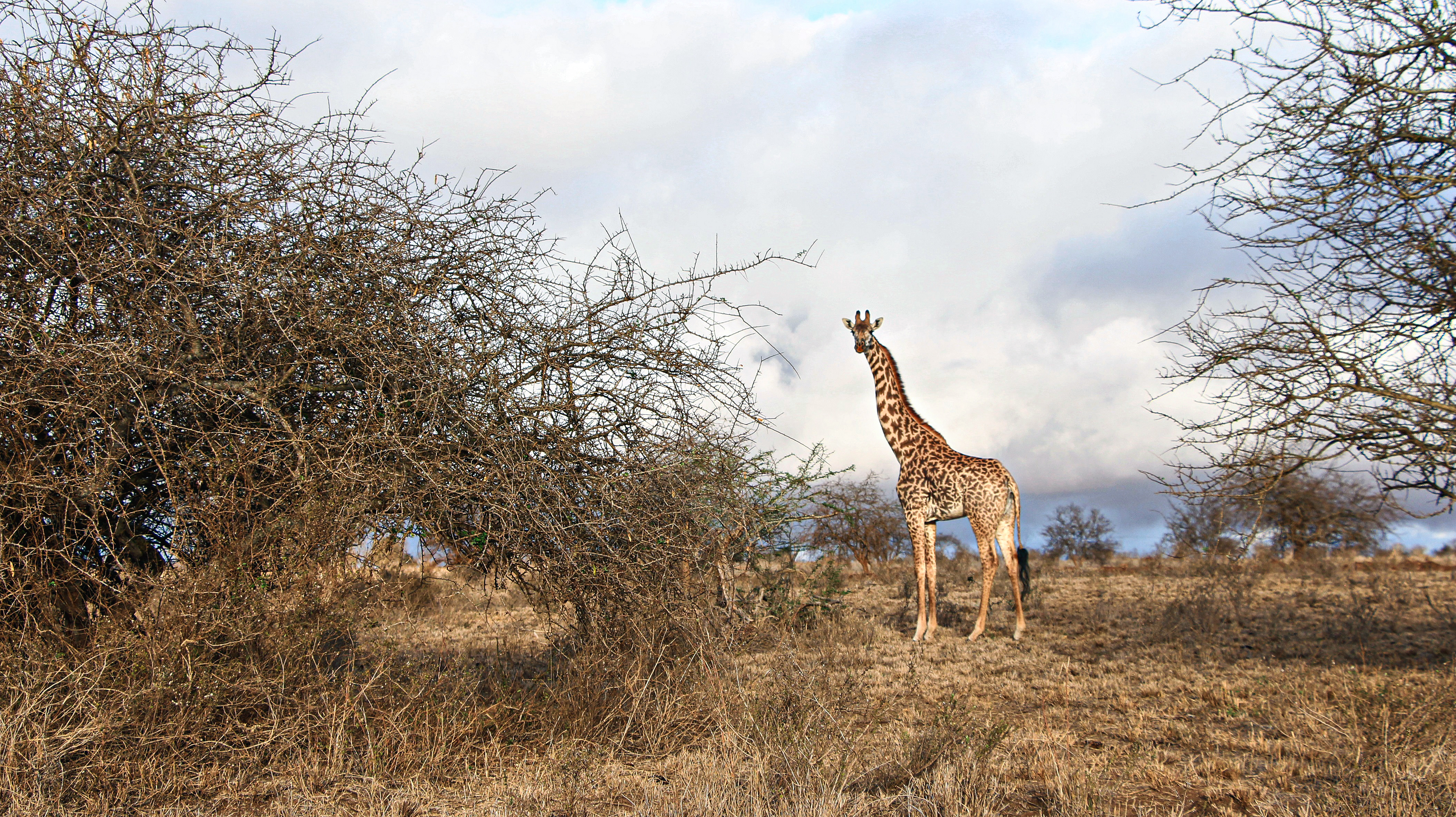 TAITA-TAVETA, KENYA - SEPTEMBER 30: A giraffe at Tsavo National Park amid drought near the town of Voi in the Taita-Taveta County of Kenya on September 30, 2022. As drought continues to take a toll on livestock and people in East Africa, wildlife in Kenya is dying in large numbers in many protected parks across the country. Carcasses of dead buffaloes, zebras, giraffes, elephants, and other animals litter the parks attracting scavengers such as vultures and hyenas. 109 elephants have been recorded dead in the Tsavo National Park, Kenyaâs largest, over the past year.
Image: Andrew Wasike/Anadolu Agency via Getty Images