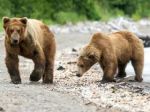 Fat Bear Week heavyweight contest grips North American web users