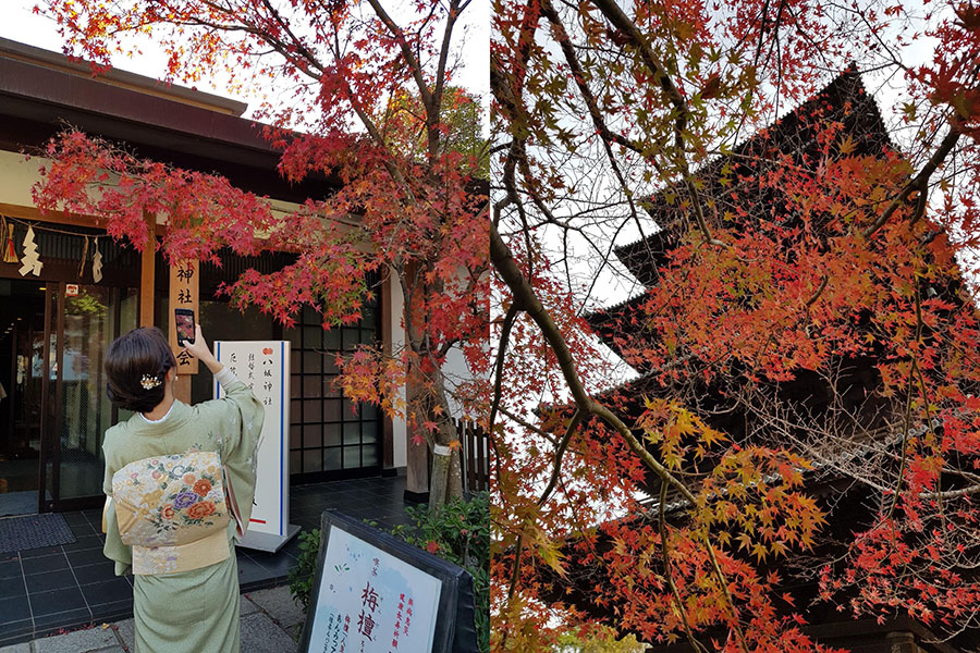 Hunting for autumn colors is a centuries old tradition in Japan and is called 