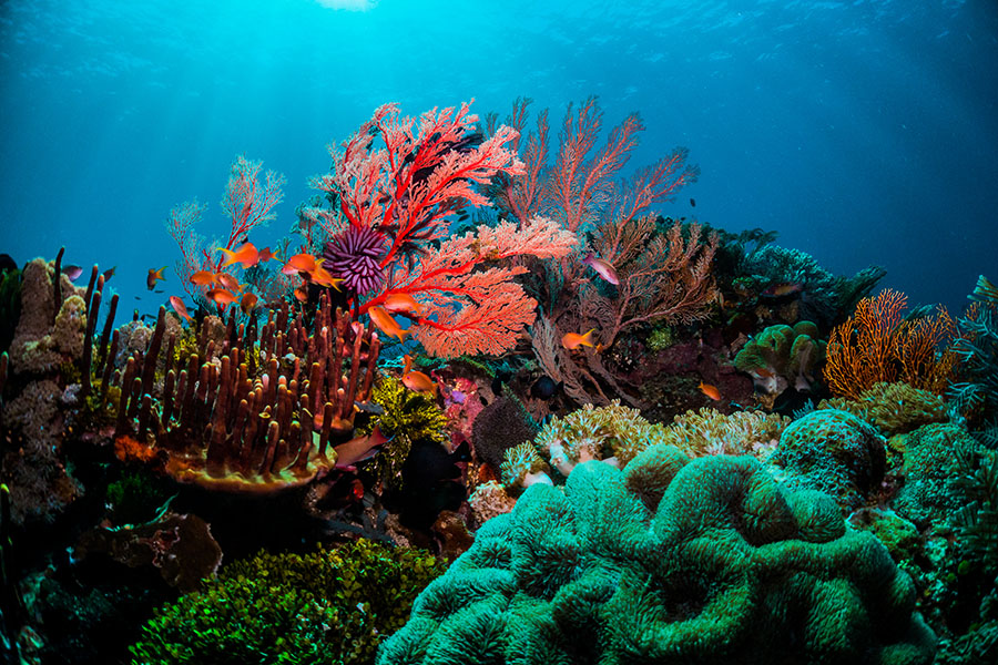 
 Marine protected areas (MPAs) appear to have a positive impact in the fight against climate change.
Image: Shutterstock