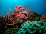 Marine protected areas are powerful carbon sinks: study