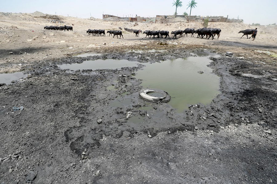 Buffaloes graze by wastewater pooling on the bed of the dried-up Diyala river which was a tributary of the Tigris, in the Al-Fadiliyah district east of the Iraqi capital Baghdad, on June 26, 2022. Iraq's drought reflects a decline in the level of waterways due to the lack of rain and lower flows from upstream neighboring countries Iran and Turkey. Image: AHMAD AL-RUBAYE / AFP


