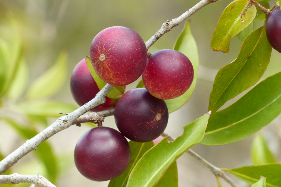 
Camu camu is a berry from Brazil that could boost the efficacy of immunotherapy in the treatment of cancer. Camu camu is a berry from Brazil that could boost the efficacy of immunotherapy in the treatment of cancer.
Image: Shutterstock