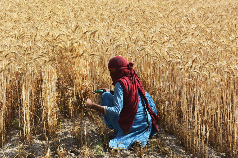 A farmer harvests wheat crop at a village on the outskirts of Gurugram, India. Temperature spikes are causing mounting concern for health, particularly for those working outside in sweltering conditions, which is especially dangerous when humidity levels are high. Image: Vipin Kumar/Hindustan Times via Getty Images

