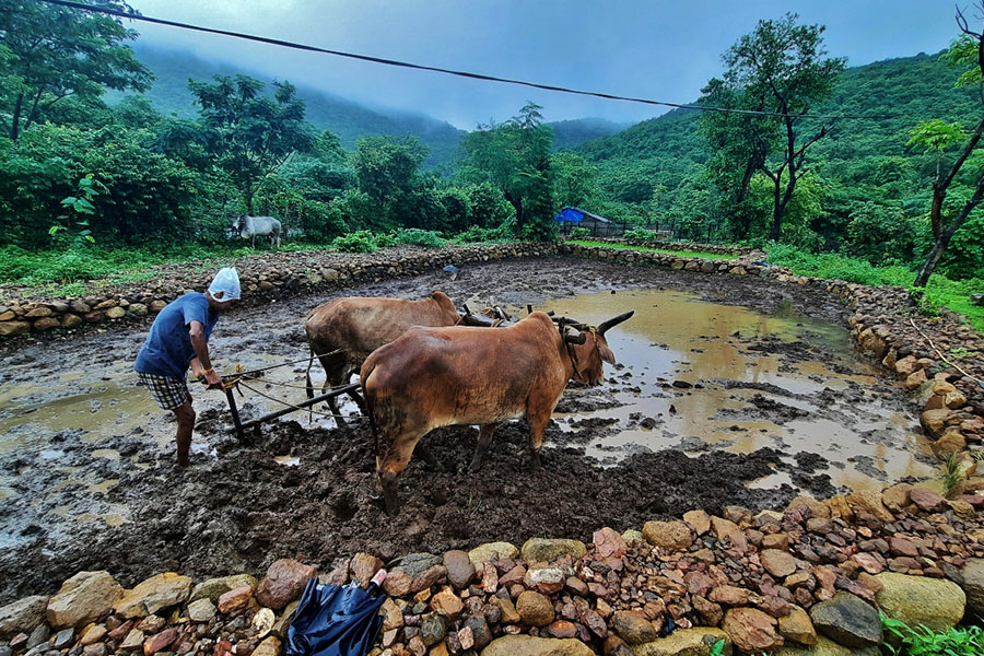 With rainfall covering the central and southern regions more fully, states that are major kharif crop producers, like Maharashtra, Karnataka and Telangana, are seeing improvement in sowing.
Image: Getty Images