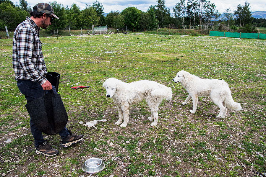 Jonathan Ames from Rothiemurchus Falconry, trains two young Maremma sheep dogs, called Luigi and Peaches, to protect livestock from the threat of Sea Eagles, in Aviemore, in the Scottish Highlands, on July 26, 2023. Image: Andy Buchanan / AFP