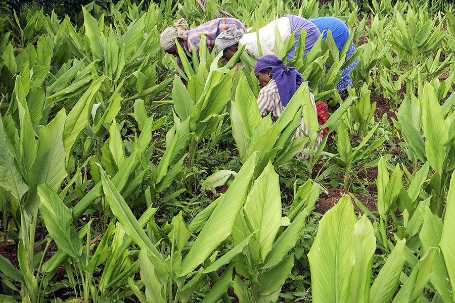 Kharif sowing further improved over the past week , with most of the improvement seen in rice and pulses, two crops where sowing was lagging, implying some catchup. 
Image: Rajendra Jadhav / Reuters