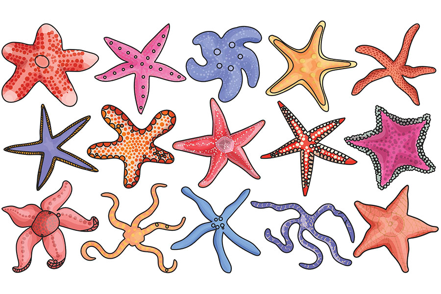 
Gig-mind setters work like starfish. Unlike other mammals and living creatures, starfish have a decentralised structure, such that  if any of their body parts get cut off, they will not die; instead, they pull themselves up and just grow back. Similarly, during times of uncertainty and disruptive transformations,  gig- mind setters wouldn’t regress; instead, they learn and unlearn, survive and even thrive.
Image: Shutterstock
