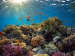 Algae is assisting Florida Keys corals survive heatwaves