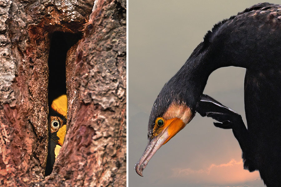(Left - Malabar Hornbill. Right - Cormorant)