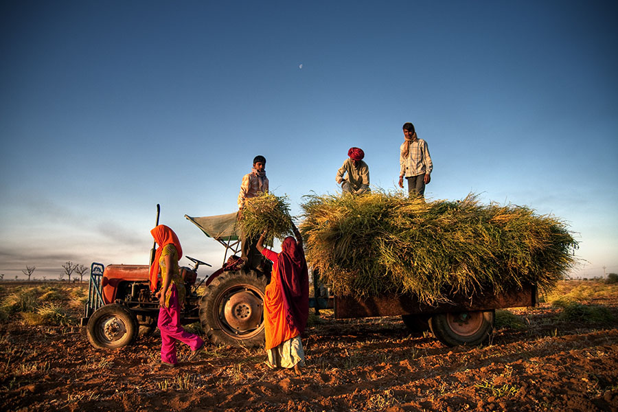 One of the major challenges that the agriculture sector in India faces is that of lack of storage capacity. In order to fix this, the finance minister has announced plans to set up massive decentralised storage capacity Image: Shutterstock 
