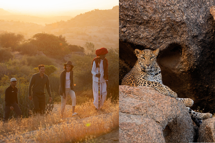 SUJÁN, Jawai guided safari walks and spotting a leopard.