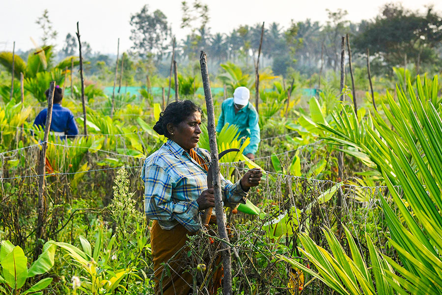 Food production is both a key source of planet-warming emissions and highly exposed to the effects of climate change, with climate and crop models used to figure out just what the impacts could be as the world warms.
Image: Manjunath Kiran / AFP