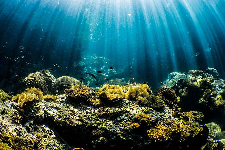 The lightless ocean deep was once considered a virtual underwater desert, but as mining interest has grown scientists have scoured the region exploring its biodiversity.
Image: Shutterstock