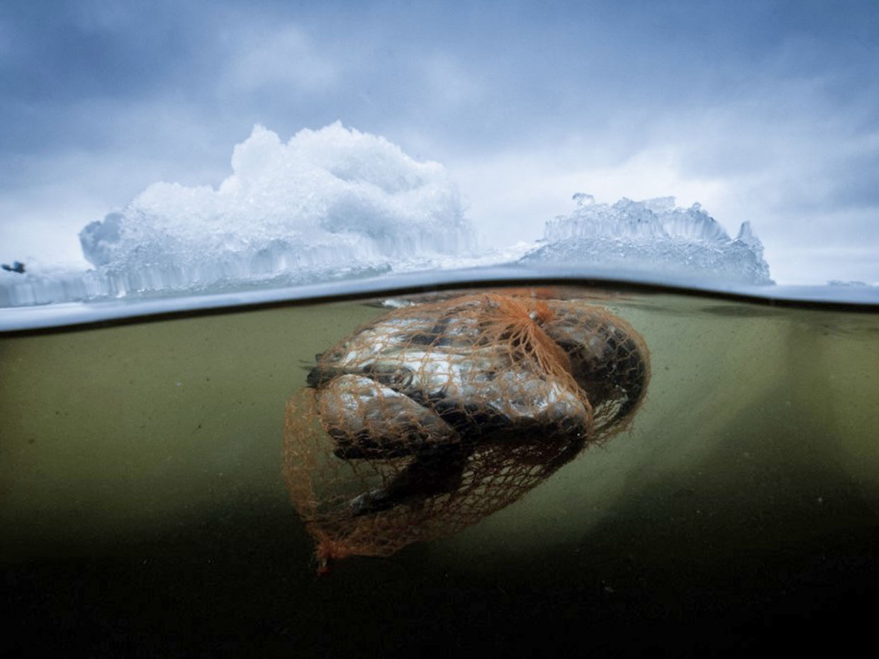 Dead herrings seen trapped in a plastic consumer packaging net on May 3, 2023, near Pietarsaari, in Finland during the late spring as the sea ice is melting slowly. Image: OLIVIER MORIN / AFP