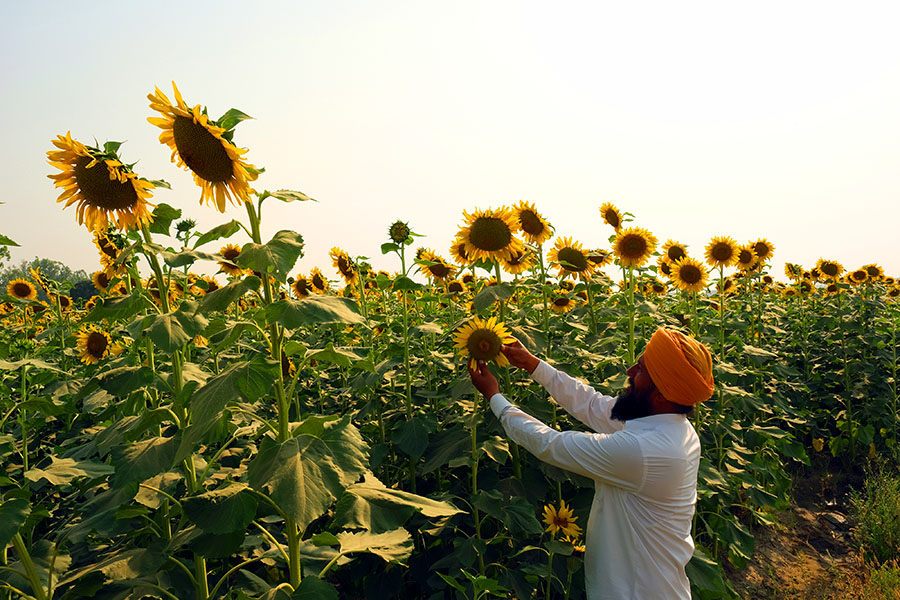 For most crops, the margin to farmers is likely to be at least 50 percent. Image: T. Narayan/Bloomberg via Getty Image