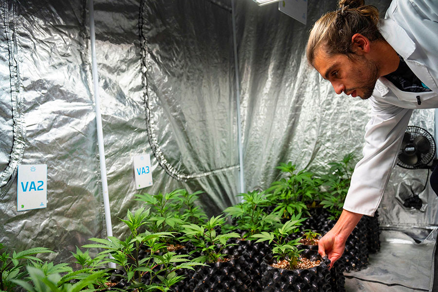 Darian Caleb Jacobsen, a teacher at Cheeba Cannabis Academy with a cannabis plant inside a specialised grow room at the Cheeba Cannabis Academy in Johannesburg
Image: Ihsaan Haffejee / AFP 