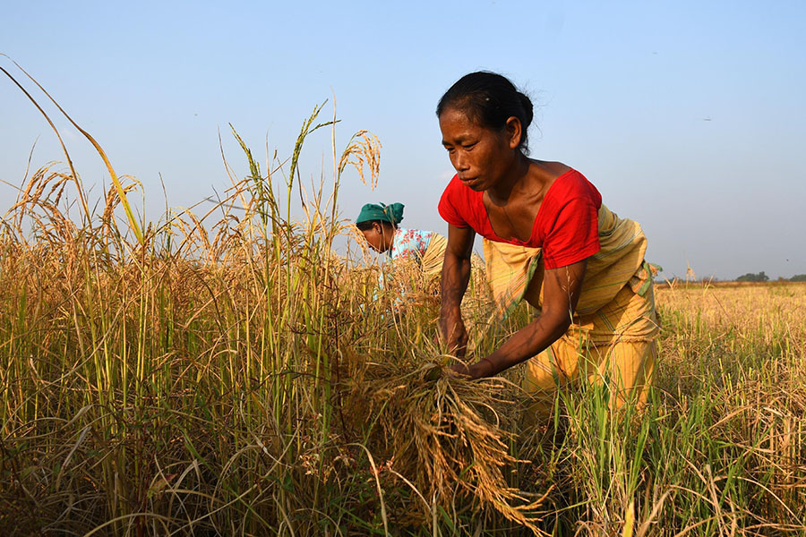 85 percent of agricultural farmers in India are women, and approximately 86 percent of the farm households are small and marginal farmers.
Image: Anuwar Hazarika/NurPhoto via Getty Images