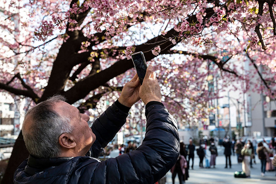 Tokyo's official cherry bloom records go back 70 years and the delicate white-pink flowers have only appeared this early in 2021 and 2020, according to the weather agency.
Image: Richard A. Brooks / AFP©