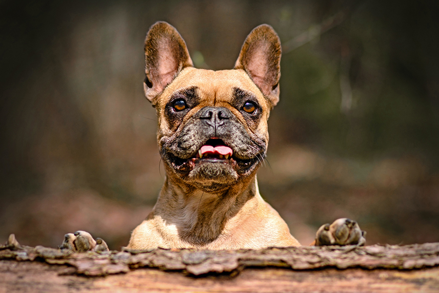 French bulldogs are described by AKC as 