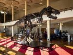 Scientists have a bone to pick with T-Rex skeleton set to sell for millions