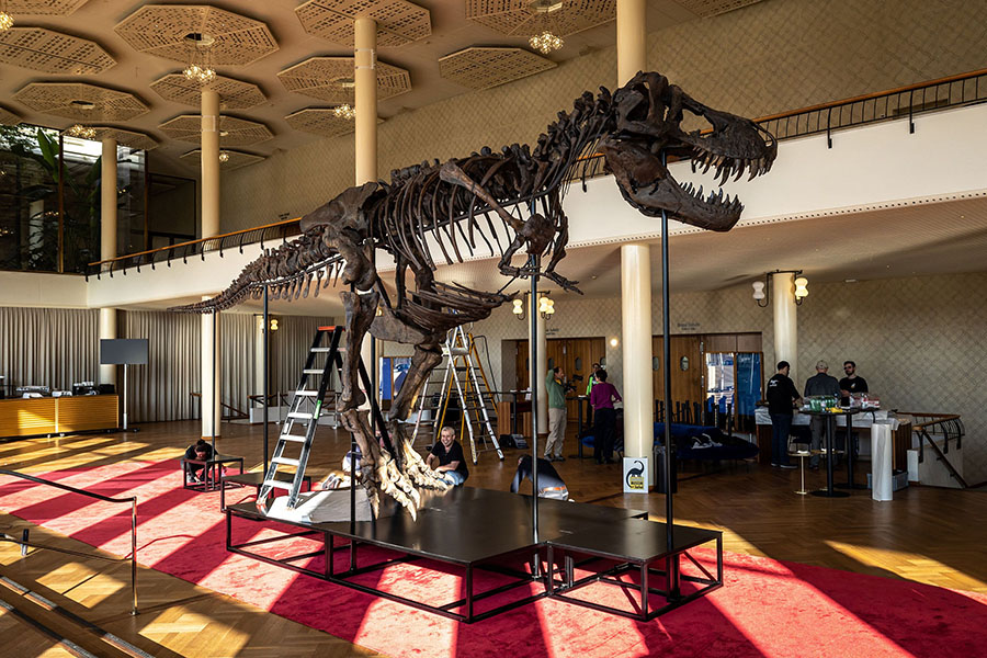 Trinity' a Tyrannosaurus-Rex skeleton dating back 67-million years which will be auctioned in Switzerland on April 18, 2023, marking the first such sale in Europe.
Image: Arnd Wiegmann / AFP 
