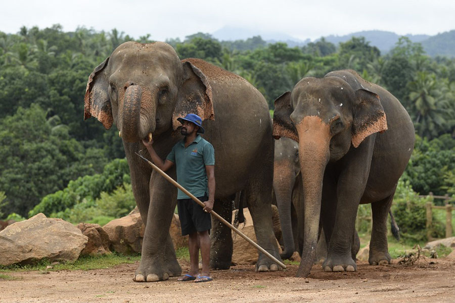 Elephants play a role in the elimination of carbon dioxide.
Image: Lakruwan Wanniarachchi / AFP