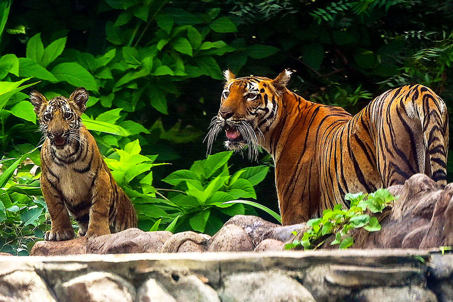 
Three-quarters of the world's wild tigers live in India, but the destruction of their natural habitat have seen their numbers plummet.
Image: Sujit Jaiswal/ AFP 