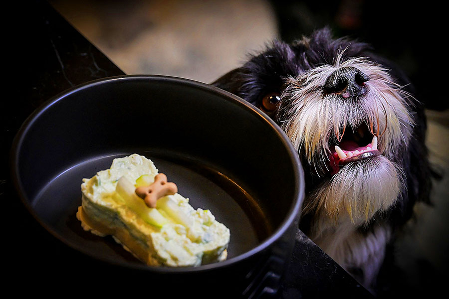 
A dog named Pepe waits for a bone-shaped dessert served at the Fiuto restaurant in Rome.
Image: Tiziana Fabi / AFP©