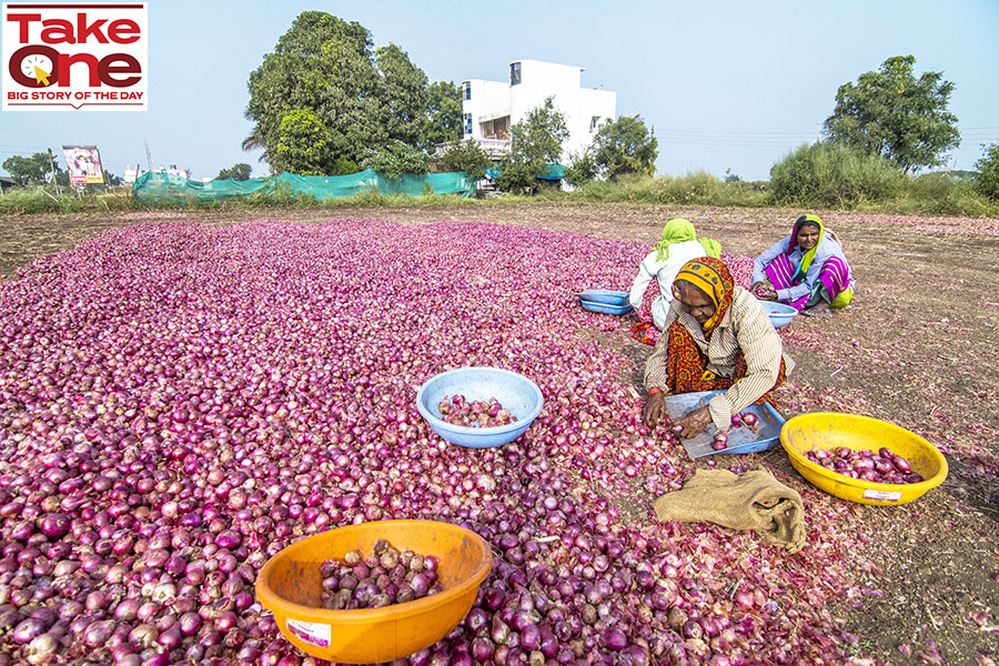 
Agricultural labours engaged in grading and separation activities at Onion farm at Lasalgaon in Nashik, India. Image: Pratik Chorge/Hindustan Times via Getty Images 