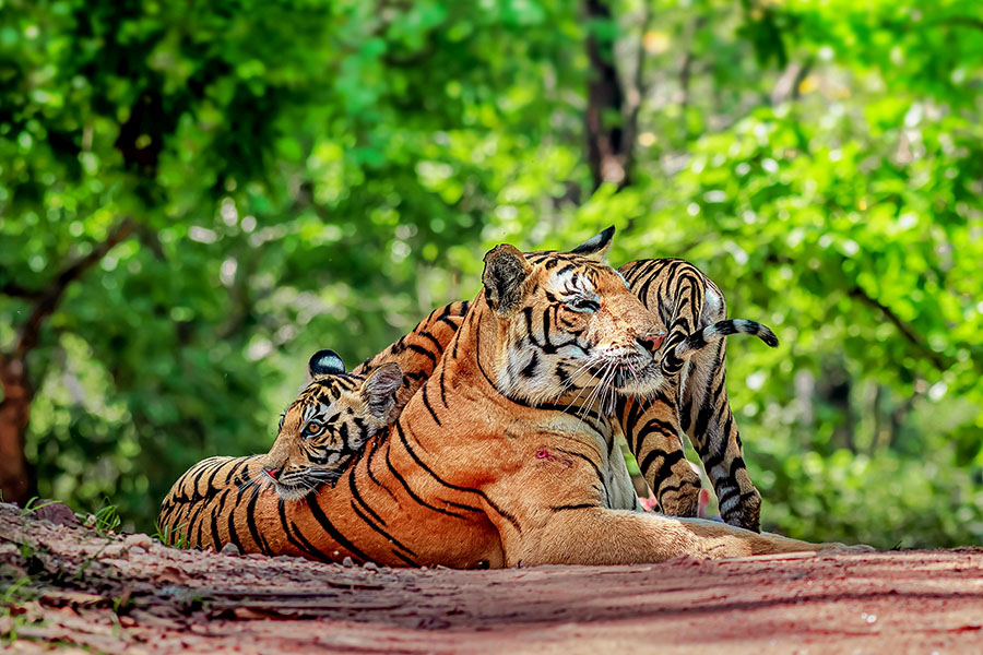Nine Tiger reserves were established in 1973
Image: Sandipan Barddhaman/Shutterstock 