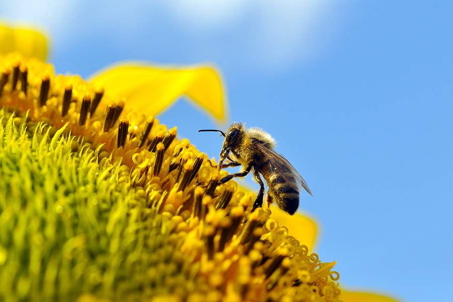 

Bees' ability to find flowers could be hampered by pollution from cars, scientists find.
Image: Shutterstock