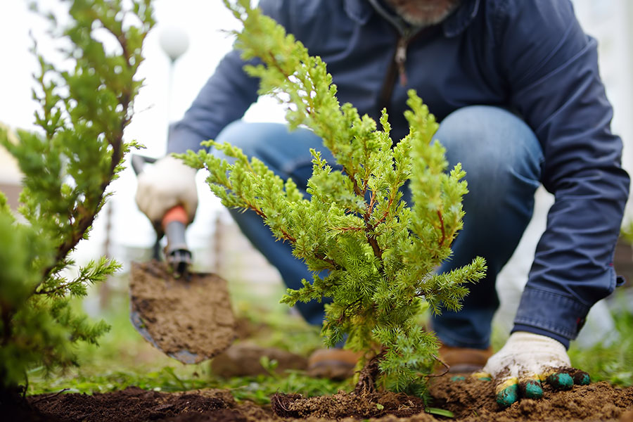 Major tree planting commitments often involve agroforestry or plantations, where the trees will eventually be felled, releasing carbon. Image: Shutterstock