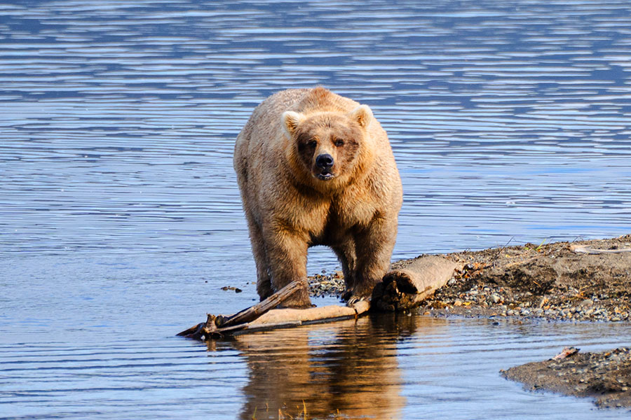 Fat Bear Week 2023 has come to a close.
Image: The Washington Post/Getty Images