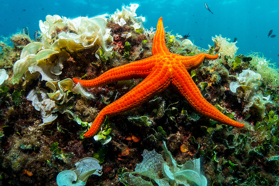 Global warming could encourage the proliferation of crown-of-thorns sea stars, which are veritable predators of coral reefs. Image: Adam Ke / Shutterstock©