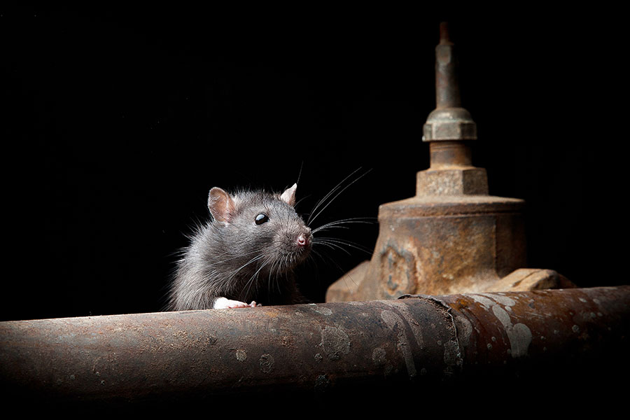 Rats are New York's latest tourist attraction. Image: Shutterstock