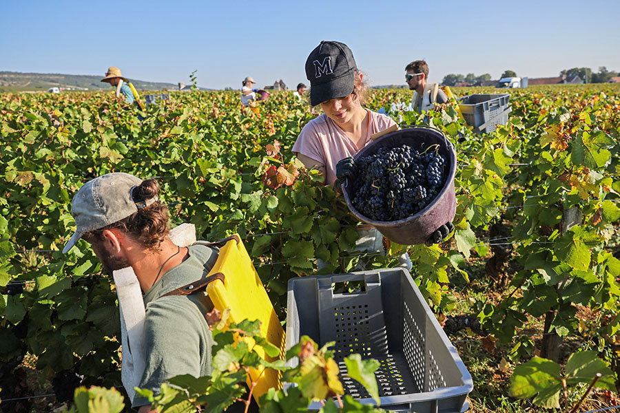 Harvesters collect grapes during the harvest at the Ch‚teau de La Tour, within the Clos Vougeot vineyard in Vougeot, in the Burgundy wine region, on September 11, 2023.
Image: Arnaud Finistre / AFP 