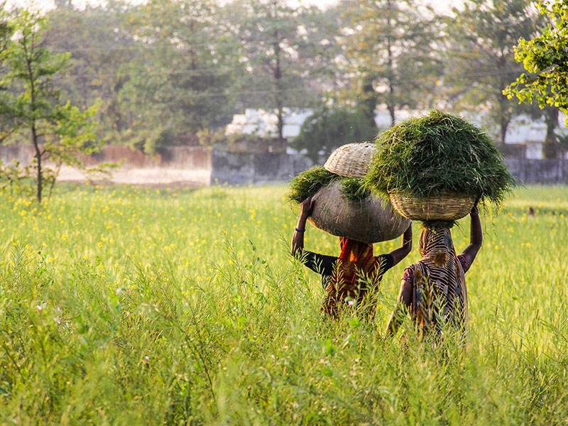 Rain watch for September 21-27: Monsoon at fag end, pulses sowing lags