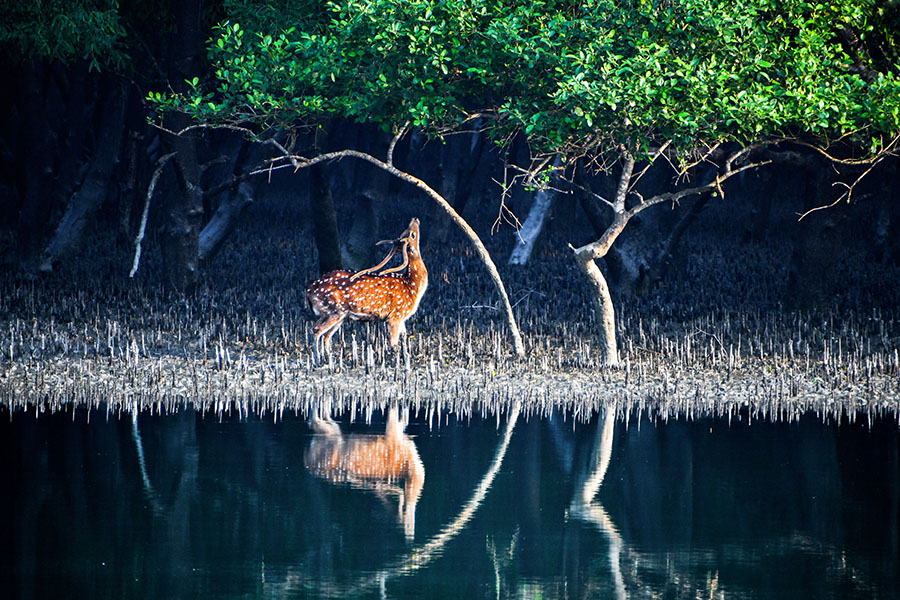 Sundarbans; Image: Shutterstock