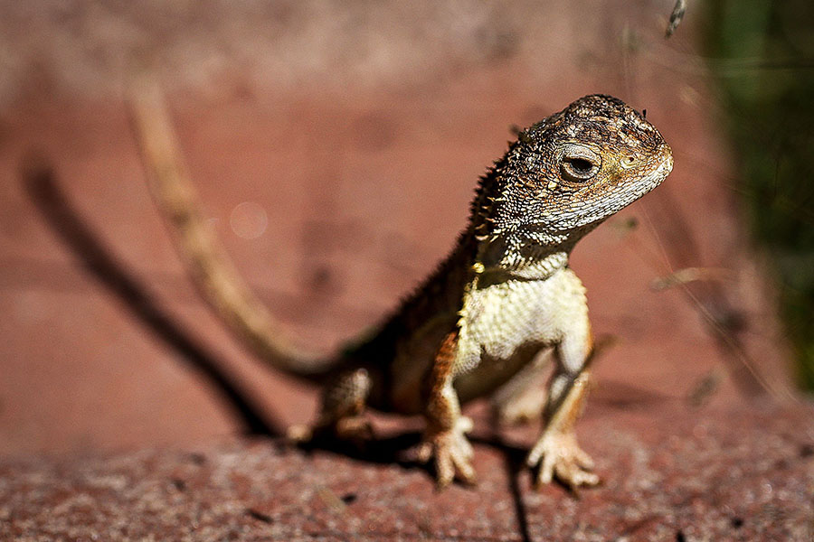 
A grassland earless dragon lizard at the Tidbinbilla Nature Reserve located on the outskirts of the Australian capital city of Canberra
Image: David Gray / AFP©