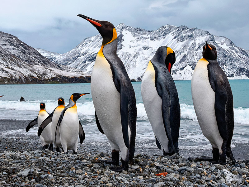Emperor penguins perish as ice melts to new lows: study