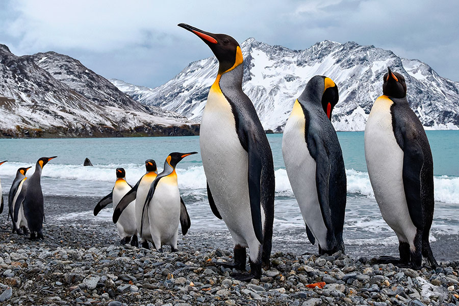 Emperor penguins breed on sea-ice platforms, with chicks hatching in the winter between late July and mid-August.
Image: Shutterstock