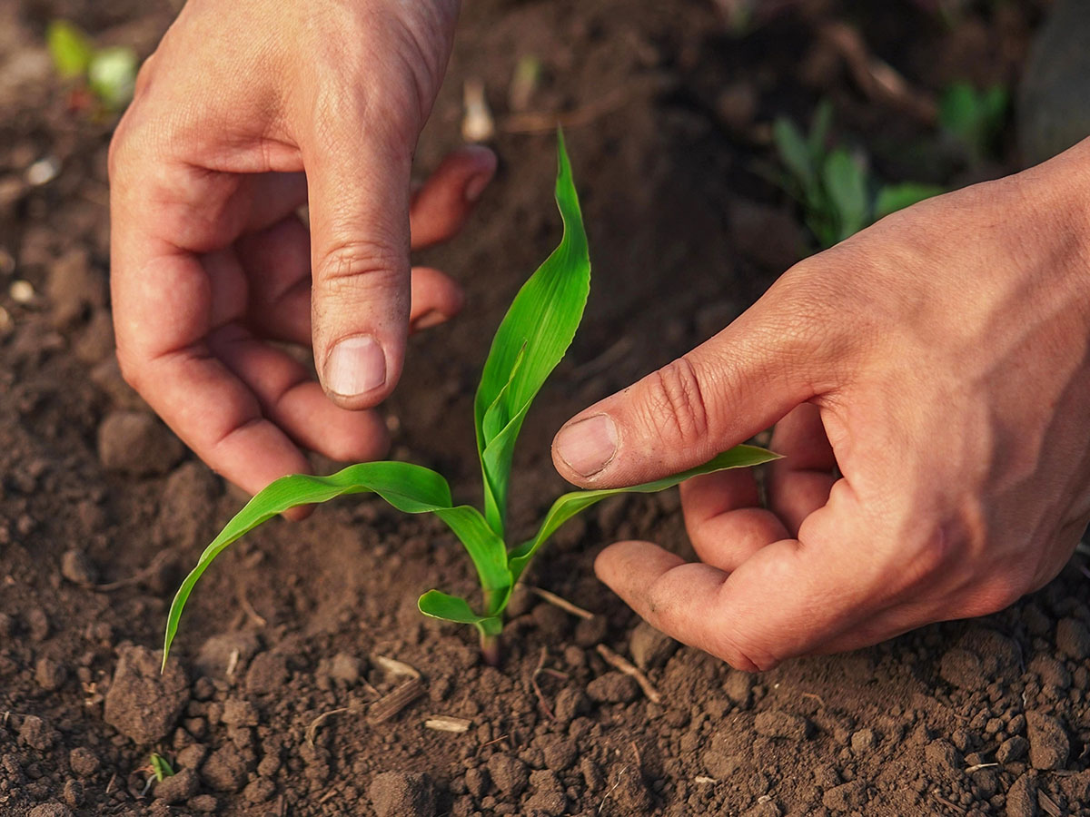 Soil: A &amp;amp;#039;Climate-Positive&amp;amp;#039; asset for environmental and food security in India