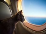In Japan, pets aren't welcome in airplane cabins