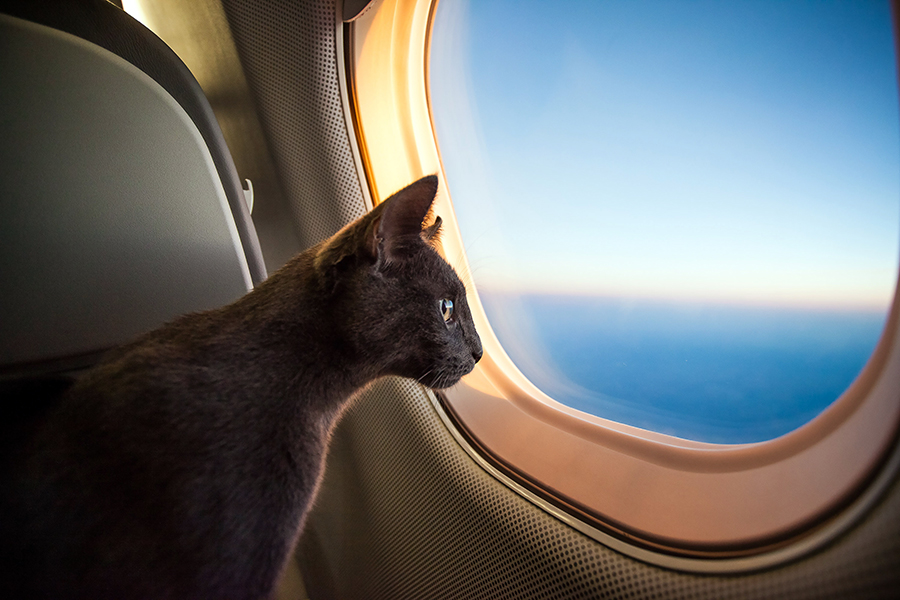 

Japanese airline StarFlyer is opening its aircraft doors to pets, for 50,000 yen (approx 5).
Image: Shutterstock
