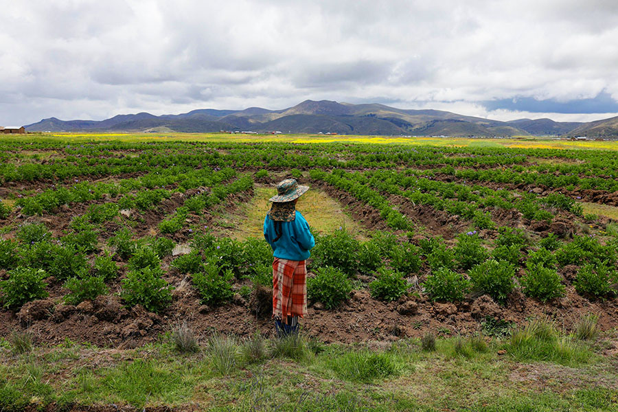 A peasant from the Caritamaya community stands at the edge of a Waru Waru, an ancient agricultural technique, at a field in the Acora district in Puno, Peru. Image:  Juan Carlos Cisneros / AFP©