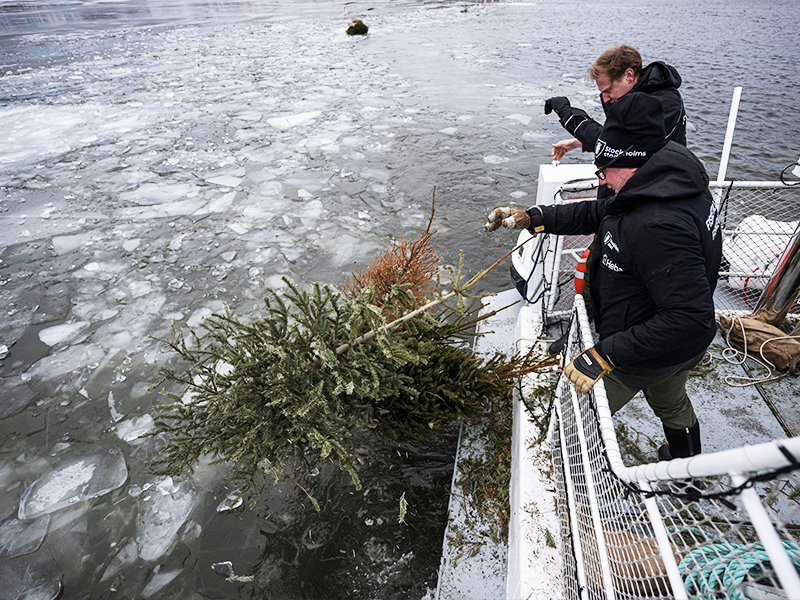 
People from the Swedish Anglers Association, Sportfiskarna, throw old Christmas trees into the waters of Hammarby Sjostad, on January 12, 2024, in Stockholm. Image: Jonathan Nackstrand / AFP 