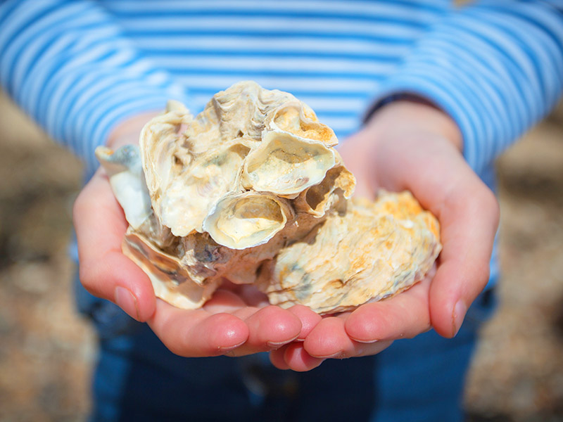 Researchers identify worrying levels of fibreglass in oysters and mussels