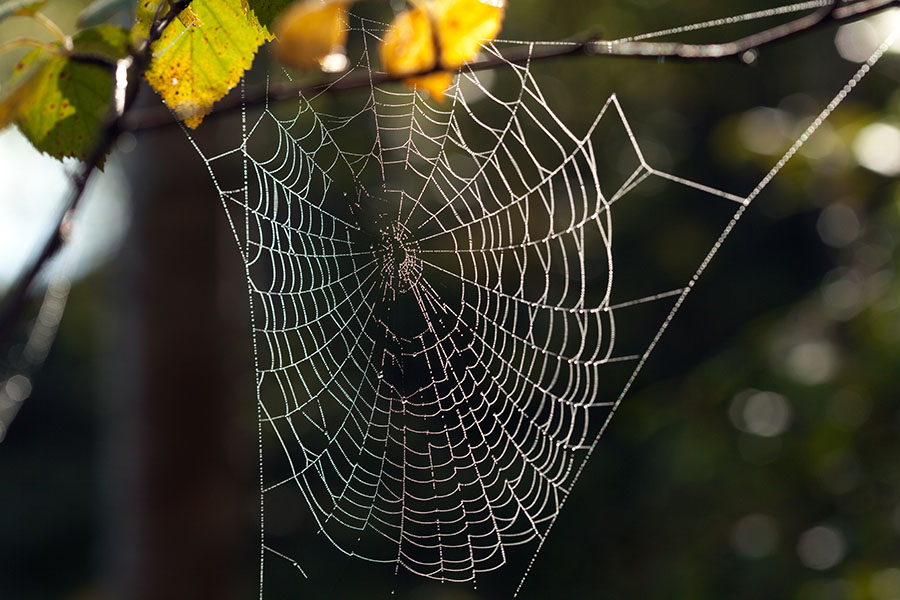 Researchers at Australia's Curtin University (Perth) have been using DNA caught in spider webs to identify local wildlife.
Image: Shutterstock