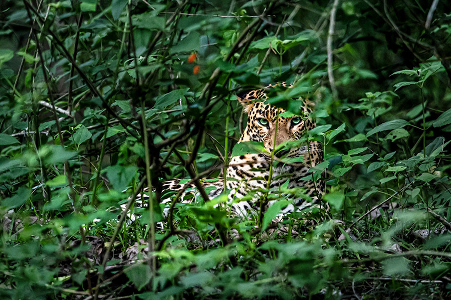 Kabini Forest Reserve (Nagarhole Tiger Reserve), India. Image: Dhruv Patil